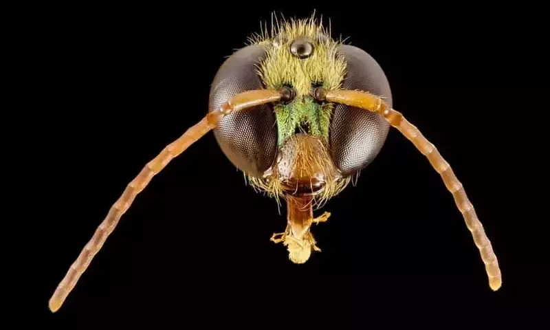 Descubierta Feromona de Abeja Silvestre que Dirige la Vida Social en Panamá