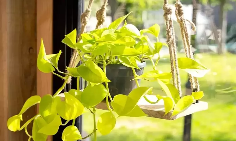 Guía Completa para el Cuidado del Pothos Dorado: Secretos y Propagación
