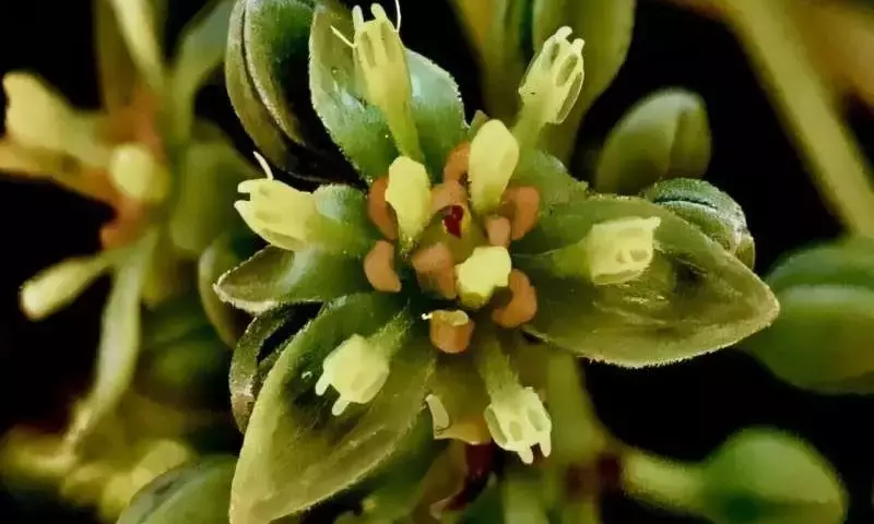 Descubrimiento genético revoluciona el cultivo de aguacate
