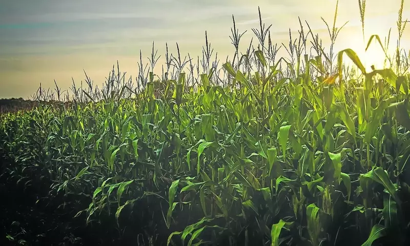 España Canaliza Más de 494 Millones en Ayudas para Fertilizantes a Agricultores