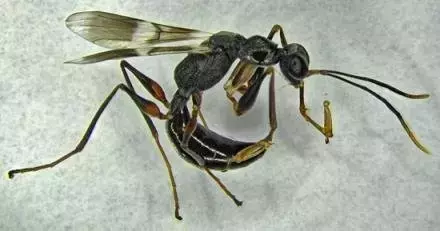 Una avispa parasitoide emerge como aliada contra la plaga de la mosca linterna en Estados Unidos