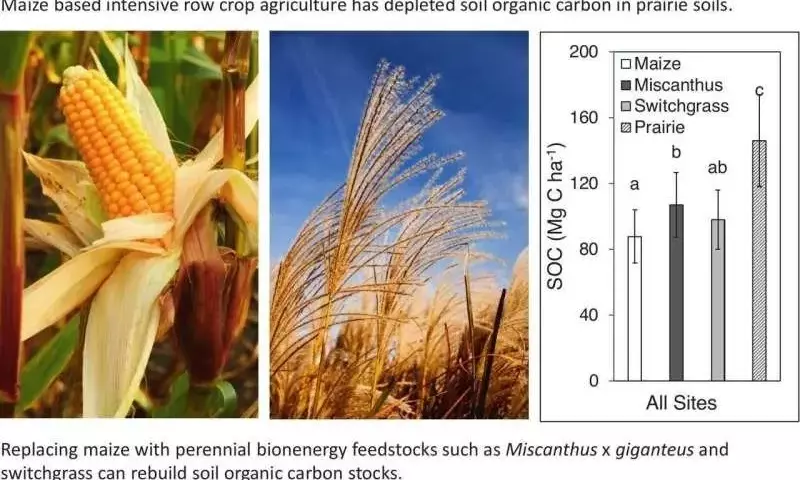 La regeneraci￳n del carbono en suelos agrícolas de Illinois: el papel crucial de los pastos perennes