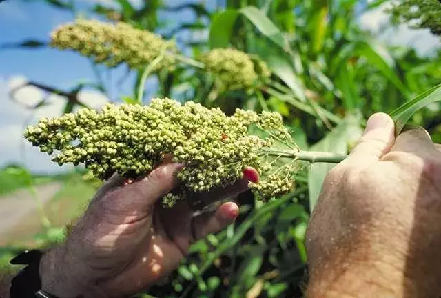 Sorgo de alto contenido oleaginoso: Avances prometedores en pruebas de campo en EE. UU.