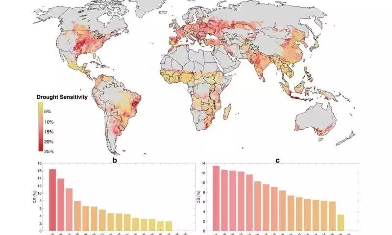 Descubriendo la Vulnerabilidad Agrícola Global ante la Sequía: Un Análisis Exhaustivo de Cultivos Críticos