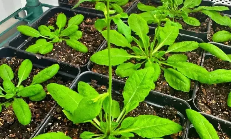 Descubierta Proteína Clave en la Absorción de Nitrógeno por Plantas