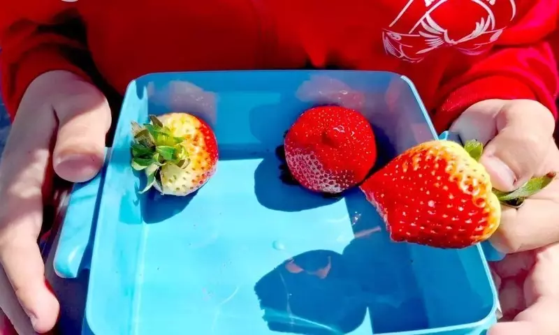 Andalucía Impulsa Hábitos Saludables con su Programa Escolar de Alimentos Frescos