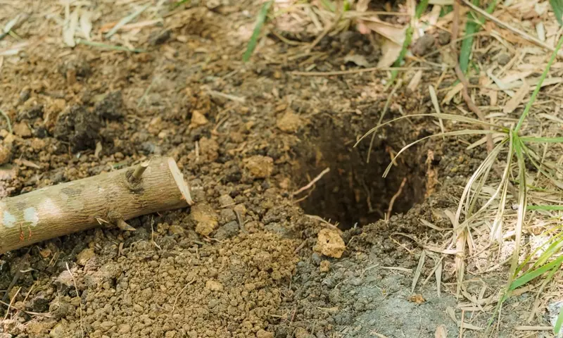 Guía Completa para el Compostaje: Transformando Residuos en Vida para tu Jardín