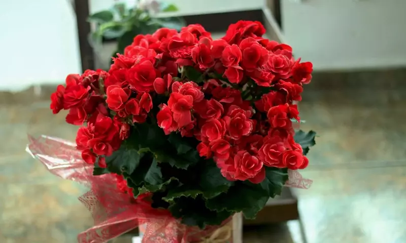 Guía Definitiva para el Cultivo de Begonias en Interiores: Variedades, Cuidado y Floración Asombrosa