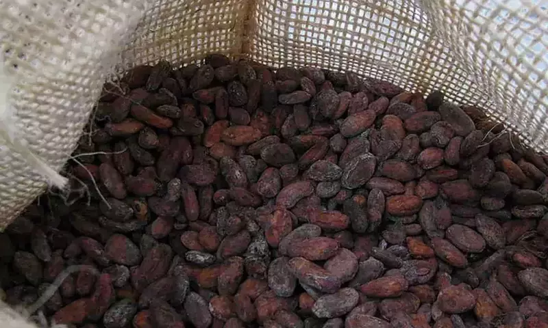 Ghana Impulsa el Cacao Sostenible para el Mercado Europeo: Desafíos y Oportunidades