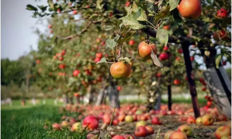 Innovación Agrícola: Cámaras Trampa para la Detección Precoz de la Polilla de la Manzana