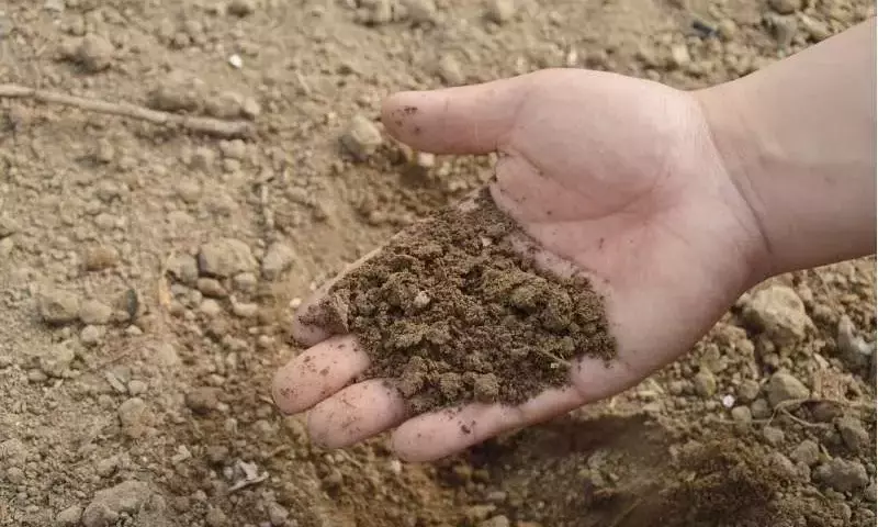 Potencial del Miscanthus para el Secuestro Profundo de Carbono en Suelos Agrícolas
