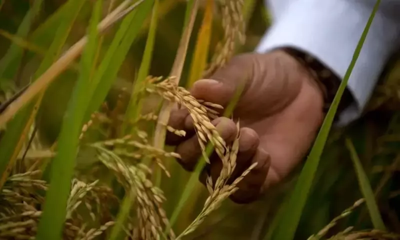 El Niño reduce un 21% el área de cultivo en región arrocera clave de Colombia