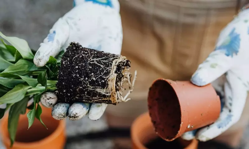 Guía para Revivir Plantas con Raíces Dañadas: Identificación y Soluciones Efectivas