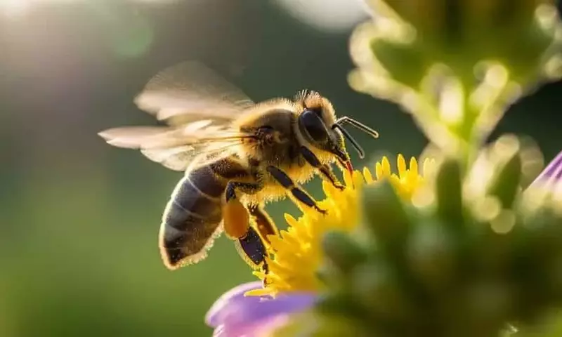 Exposición a Glifosato Disminuye Forrajeo de Abejas Melíferas