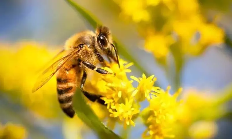 Impulso a la Jardinería Urbana: Recursos Clave para el Cuidado de Polinizadores