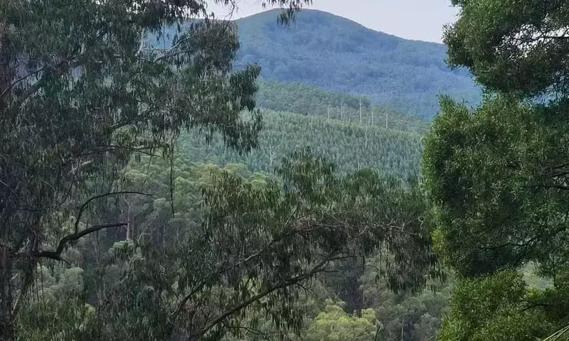 La silvicultura de retención: Un estudio de 30 años en Tanjil Bren redefine la gestión forestal