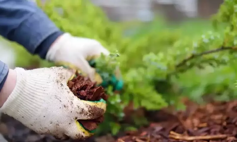 Optimización del Jardín: La Guía Definitiva para Elegir el Mejor Acolchado que Protege tu Suelo