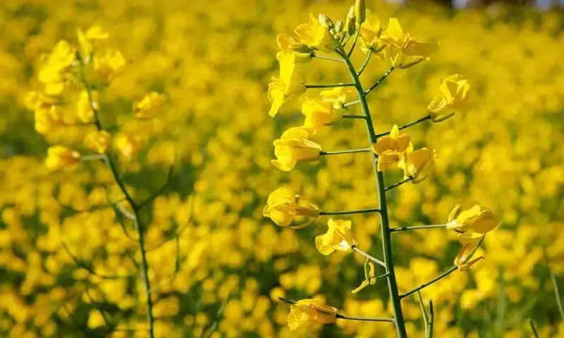 La Canola de Invierno Podría Impulsar la Rentabilidad Agrícola en Illinois