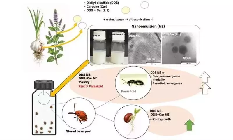 Revolucionario Insecticida Natural a Base de Ajo y Hierbabuena para Proteger Cultivos