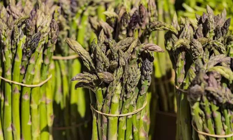 Salicornia: El “Espárrago de Mar” que Revoluciona la Agricultura Halófita y la Gastronomía