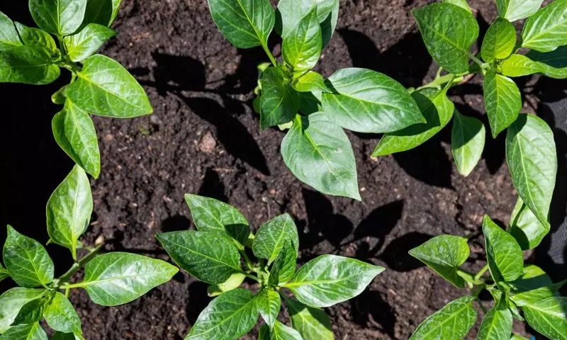 Guía Completa para Cultivar Pimientos en Casa: Desde la Semilla hasta la Cosecha Exitosa