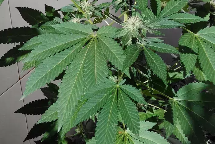 Manejo de Enfermedades Fúngicas en el Cultivo de Cannabis: Una Guía Completa