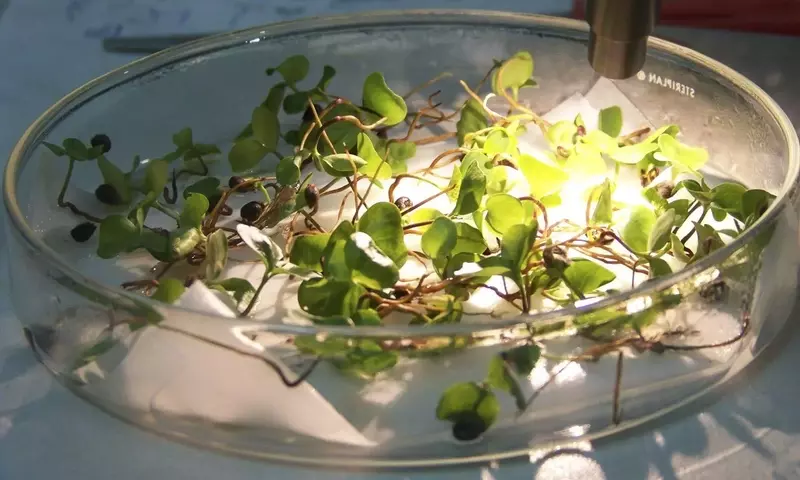 El Banco de Germoplasma de Córdoba: Un Santuario Vital para la Biodiversidad Vegetal Andaluza