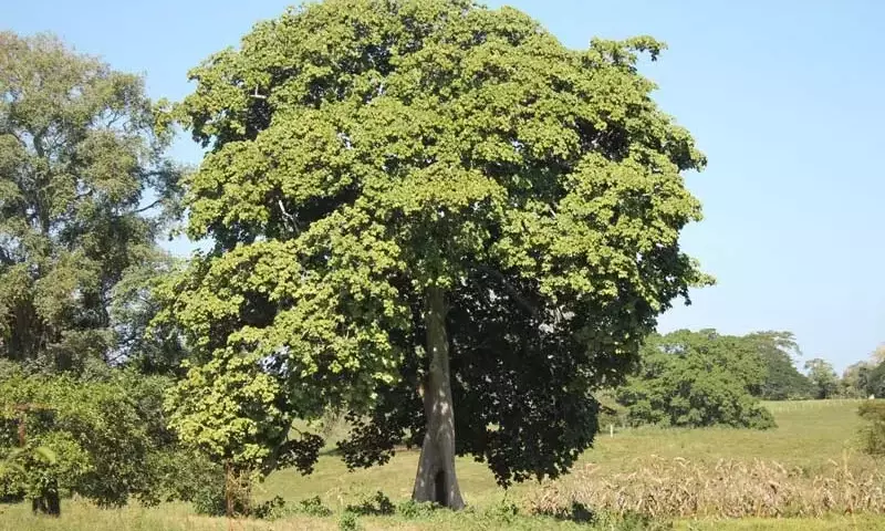 Estudio Detallado del Árbol Camajón (Sterculia apetala): Morfología, Ecología y Usos