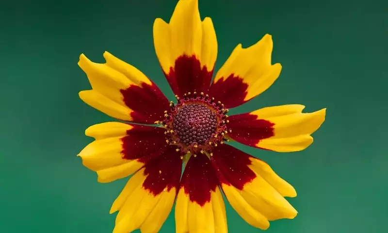 La Gaillardia: Una Joya Floral para Jardines Radiantes y Duraderos
