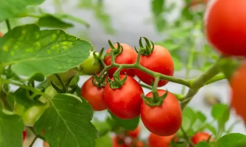 Innovación Agrícola: Rescate de Variedades de Tomate en La Rioja