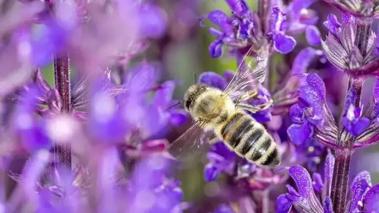 La Miel de Bosque Nativo Chileno: Un Valor Productivo y de Conservación
