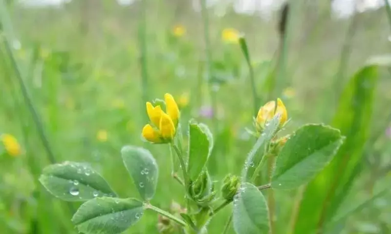 Descubriendo los Secretos de las Legumbres: Potenciando la Fertilidad del Suelo con Nitrógeno Biológico