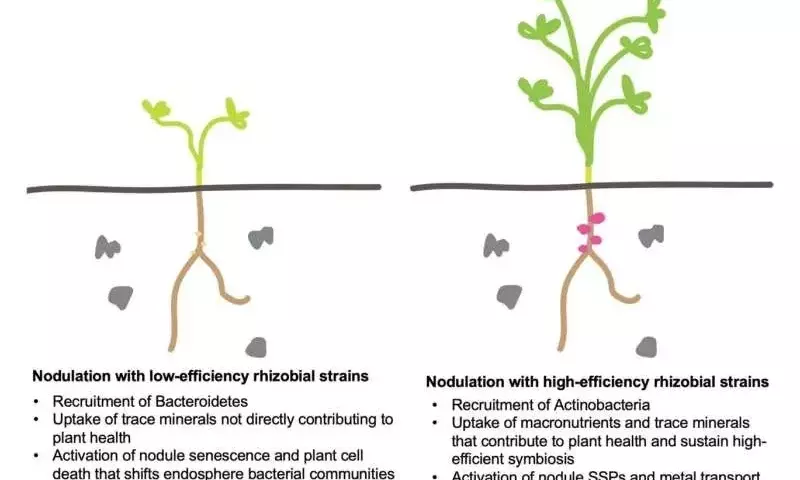 Mejora la Nutrición de Leguminosas: El Rol Crucial de Rizobios Eficientes