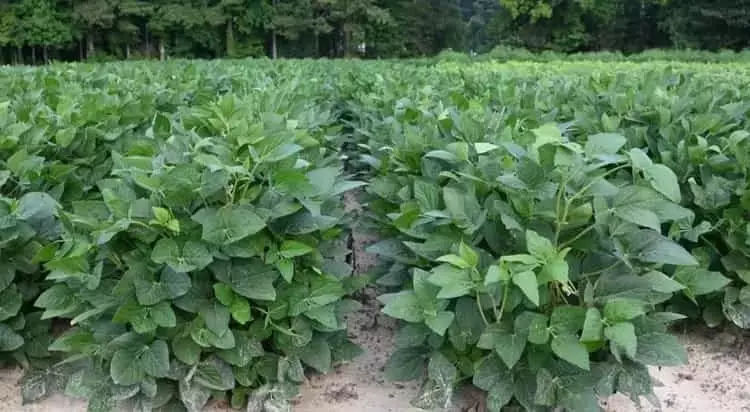 La Sequía Golpea la Producción de Soja en Uruguay, Reduciéndola a la Mitad