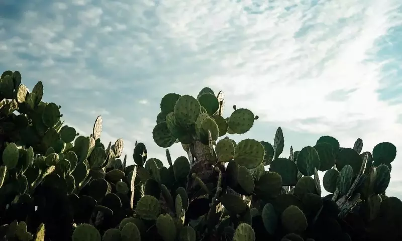Transformando el Nopal en Fertilizante Orgánico para la Regeneración del Suelo Agrícola