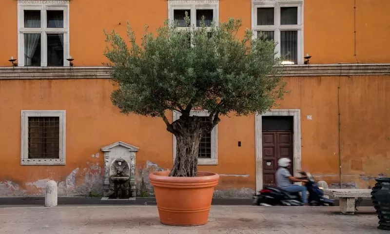 Cultivando Olivos en Macetas: Una Guía Completa para Terrazas y Balcones