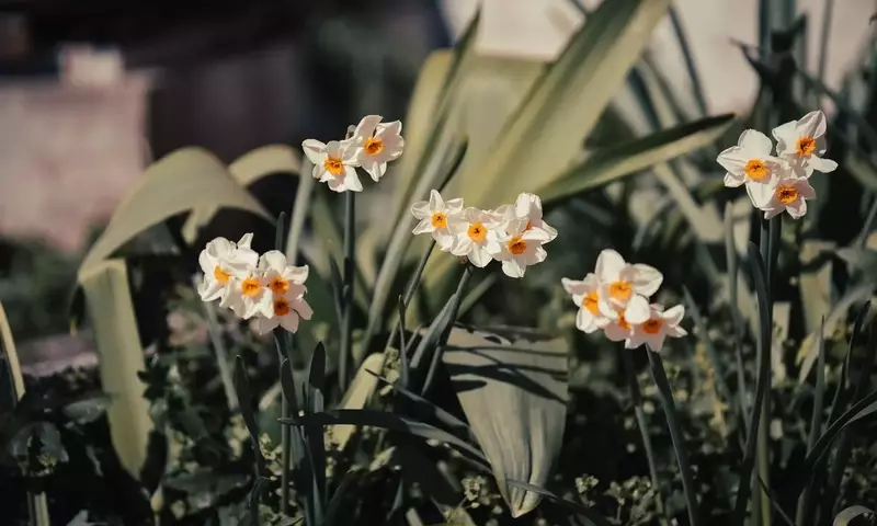 Guía Definitiva para el Cultivo Exitoso de Narcisos: Secretos para una Floración Espléndida
