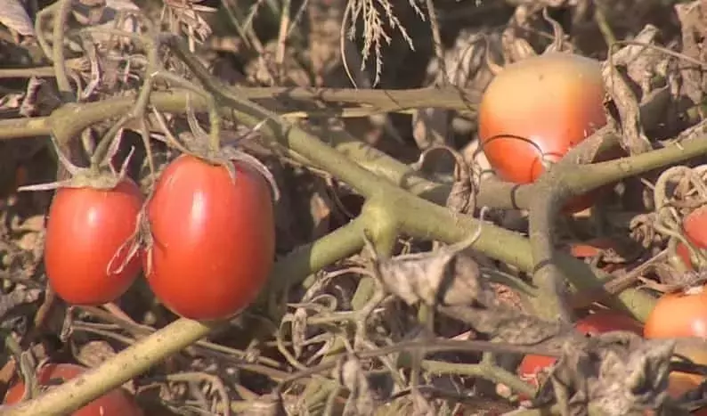 Un Ácaro Amenaza la Cosecha de Tomate en Extremadura