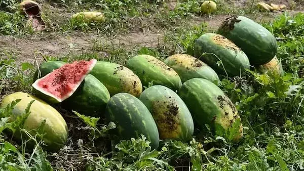 México duplica la cosecha de sandía con innovador método de trasplante