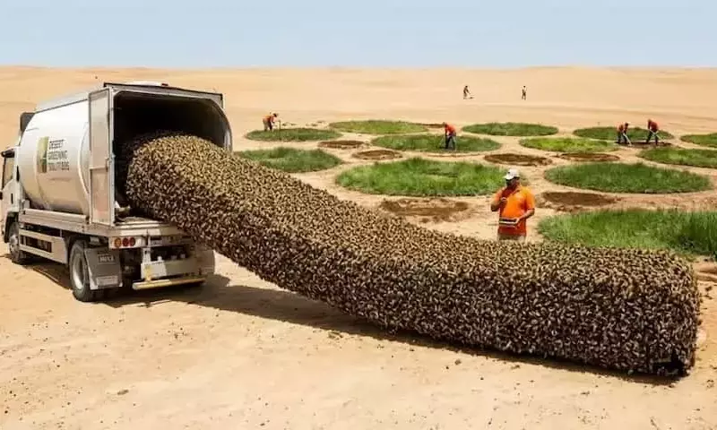 Innovación Agrícola: Medias Lunas Revitalizan Suelos Degradados en el Sahel Africano