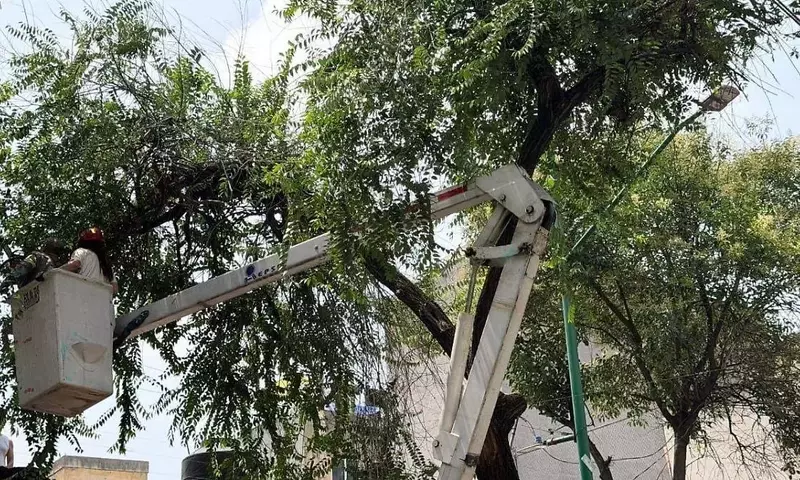 Poda Estratégica: Salvaguardando la Seguridad Urbana y la Salud Arbórea