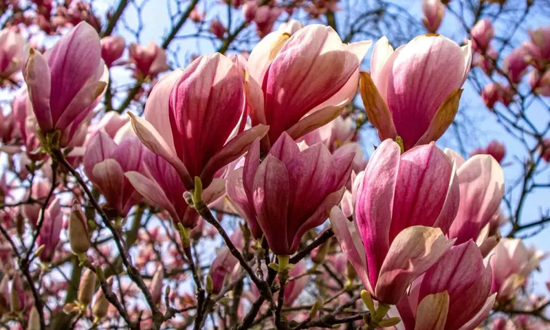 La Guía Definitiva para el Cultivo Exitoso de Magnolias: Variedades, Cuidado y Solución de Problemas