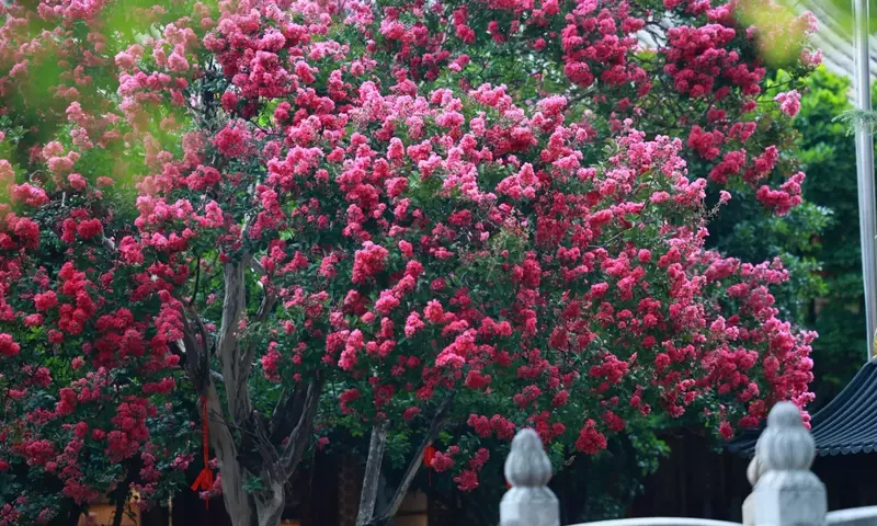 Lagerstroemia Indica: El árbol de Júpiter, una maravilla para tu jardín