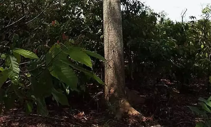 Auditorías de Cacao: Datos Alterados en Costa de Marfil Revelan Desafíos en Sostenibilidad