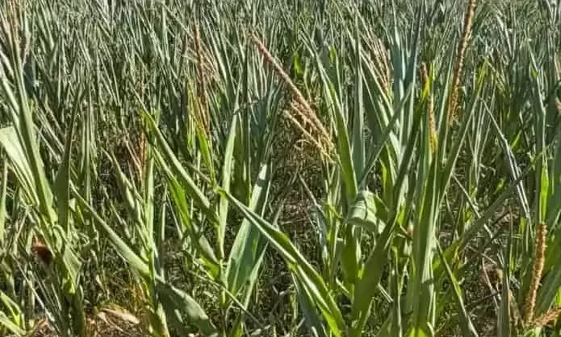 La Sequía Castiga a Galicia: Maíz Forrajero se Reduce hasta un 60% y Aumenta la Presión en la Producción Lechera