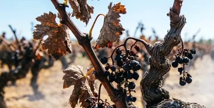 Ola de Calor Impulsa Cosecha Temprana en Viñedos Españoles