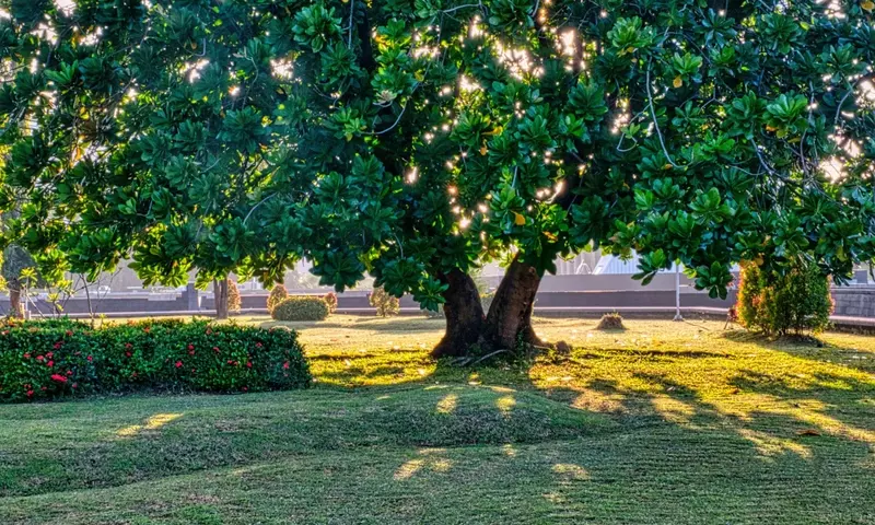 Guía Definitiva para Seleccionar Árboles de Rápido Crecimiento y Disfrutar de Sombra Inmediata en tu Jardín