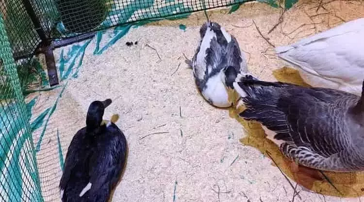 Los Peligros Ocultos del Grano Recién Cosechado para la Salud de los Patos