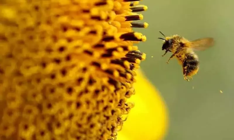 La mitad de los apicultores neerlandeses podría abandonar: El avispón asiático y la posible llegada del ácaro Tropilaelaps amenazan las colmenas