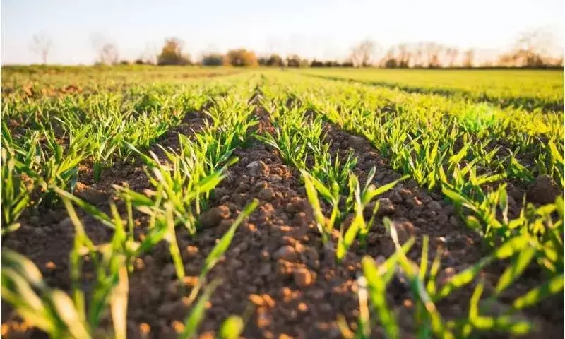 El agotamiento de fósforo en Estados Unidos y la promesa del reciclaje agrícola